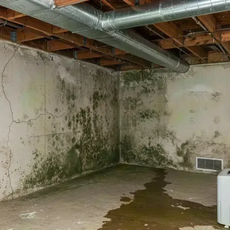 Professional Mold Removal in South Windham, CT